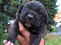 cane corso rustic